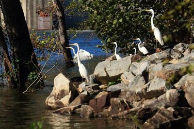 Tom Poland The Epitome Of Elegance Tom Poland Indexjournal Com Anyone can see group page and who wants to can join instantly. index journal