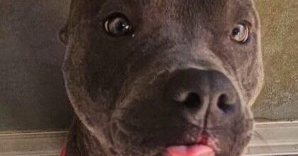 Pets of the Week