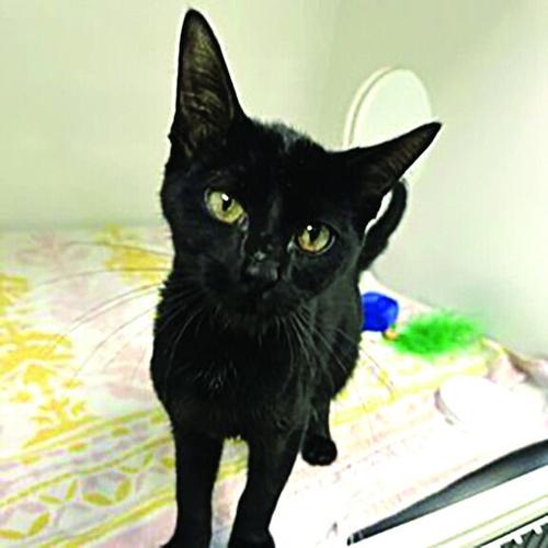 Pet Week Pets of the Week | Pets of the Week | indexjournal.com