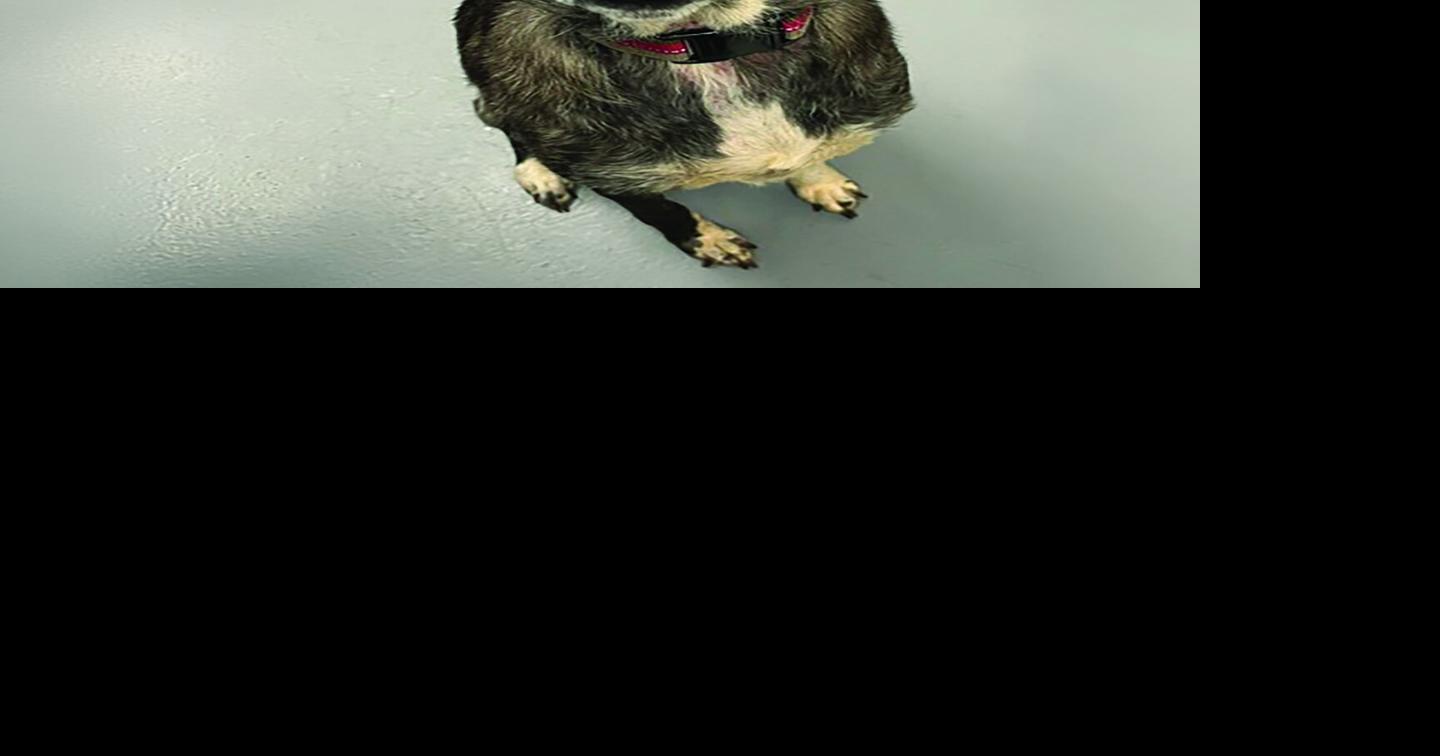Pets of the Week