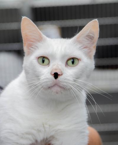 Pets of the Week