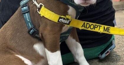 Pets of the Week