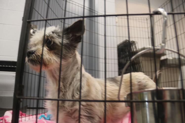 HSOG hosts free dog vaccination clinic News