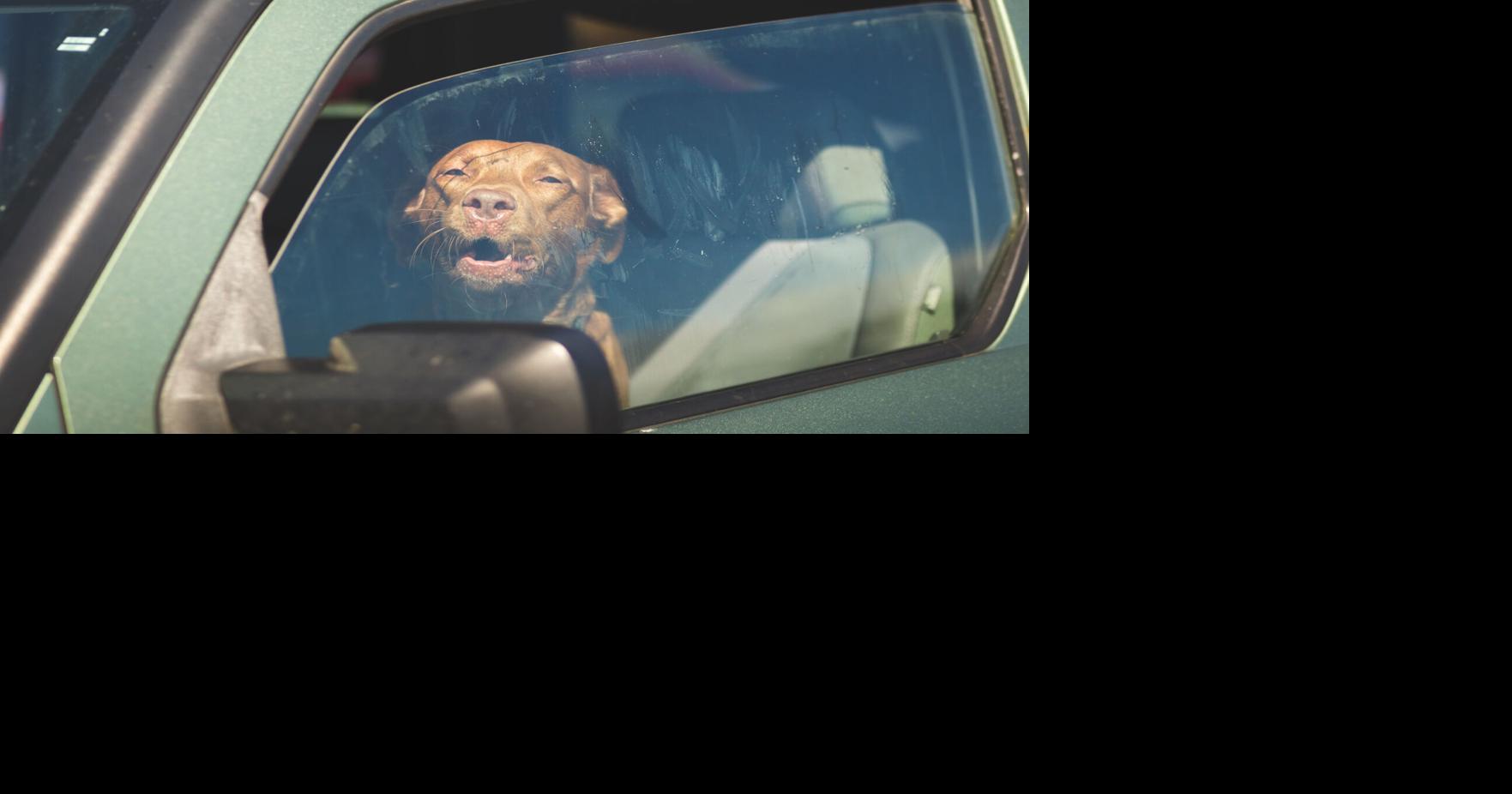 Inside a hot car, every minute counts; Greenwood police chief urges residents to call 911 when a child or pet appears to be in distress