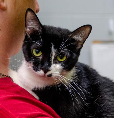 Pets of the Week