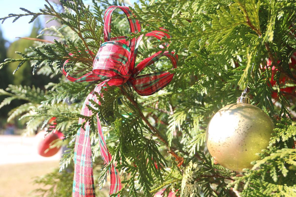 Davenport Christmas Trees 2021 Vs Oej7rxde4m