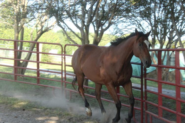 Paying it forward at Equine Heart Healers Ranch News