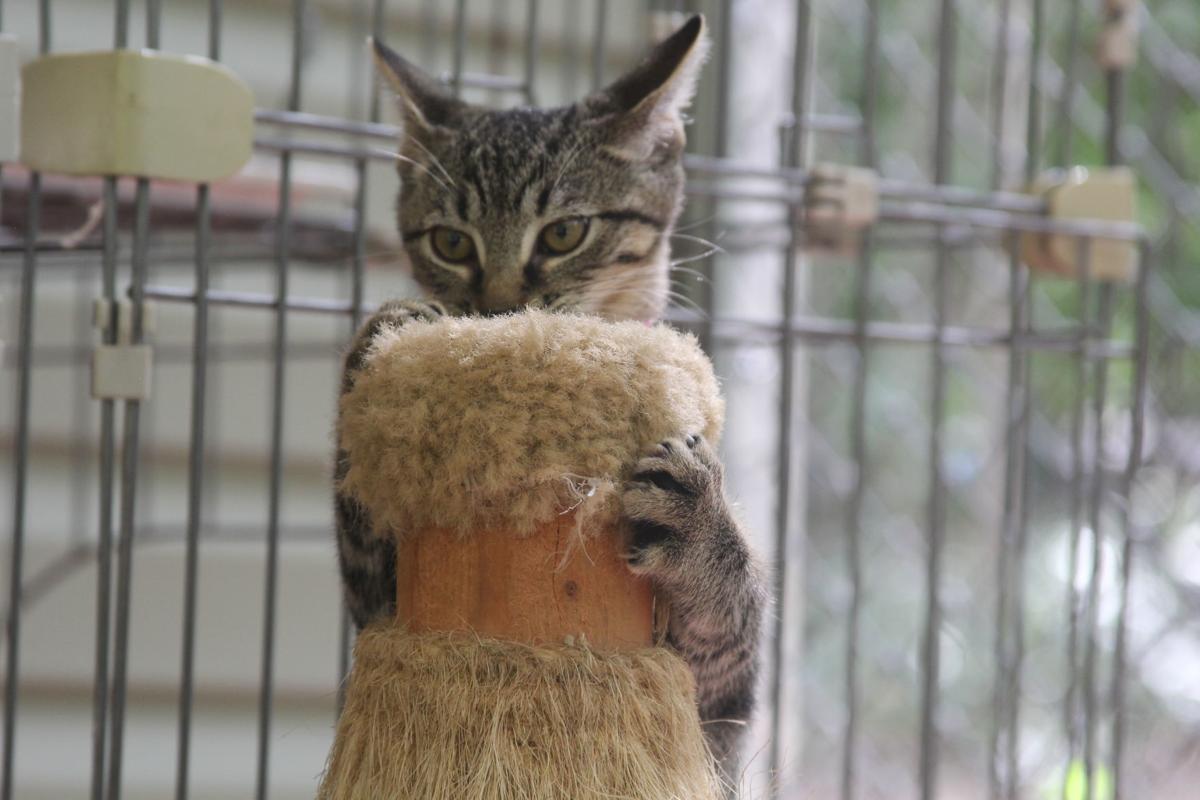 Coffee With Cats Mccormick Humane Society Vies For Adoptions With