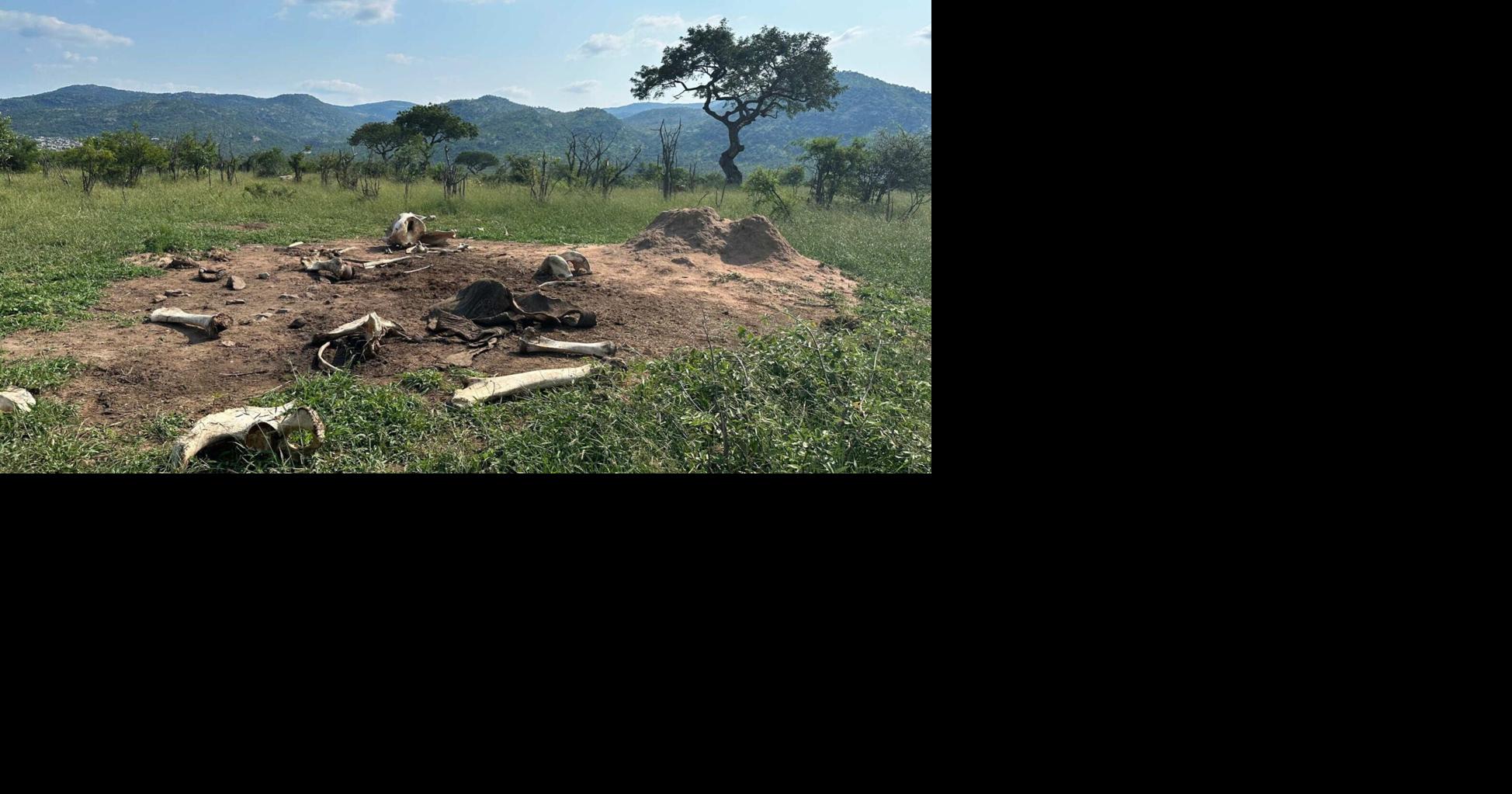 Circle of life? Elephant remains draw grazing animals for years ...