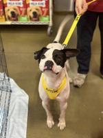 Pets of the Week