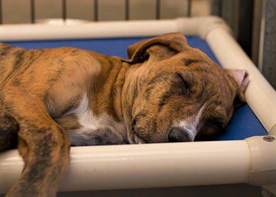 Donate a dog bed for the new animal shelter Lakelands Connector