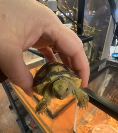 ‘50 shades of shell’: Baby tortoise returned after odd stop at adult ...