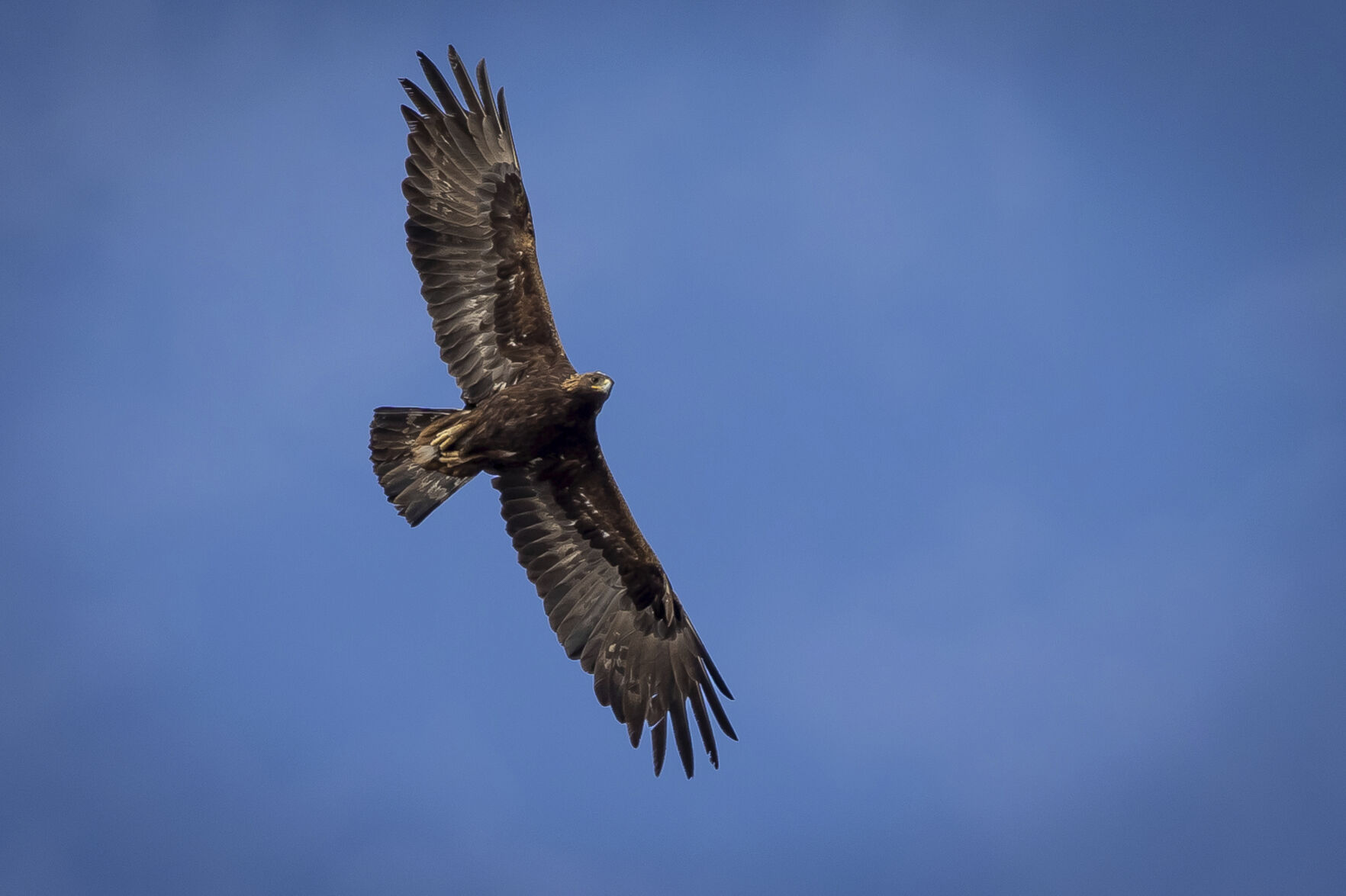 Poachers Are Exploiting The High Demand For Eagle Feathers That Are ...