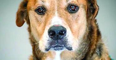 Pets of the Week
