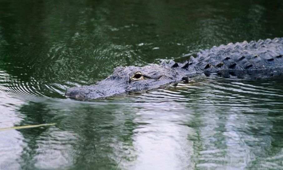 Why aren't there many alligators in the Upstate?  Sports
