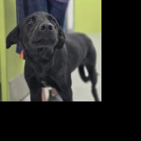 Pets of the Week