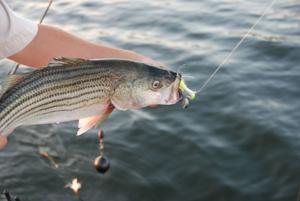 Upstate Sportsman: Heavy metal fishing