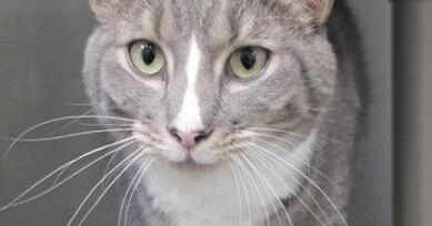 Pets of the Week