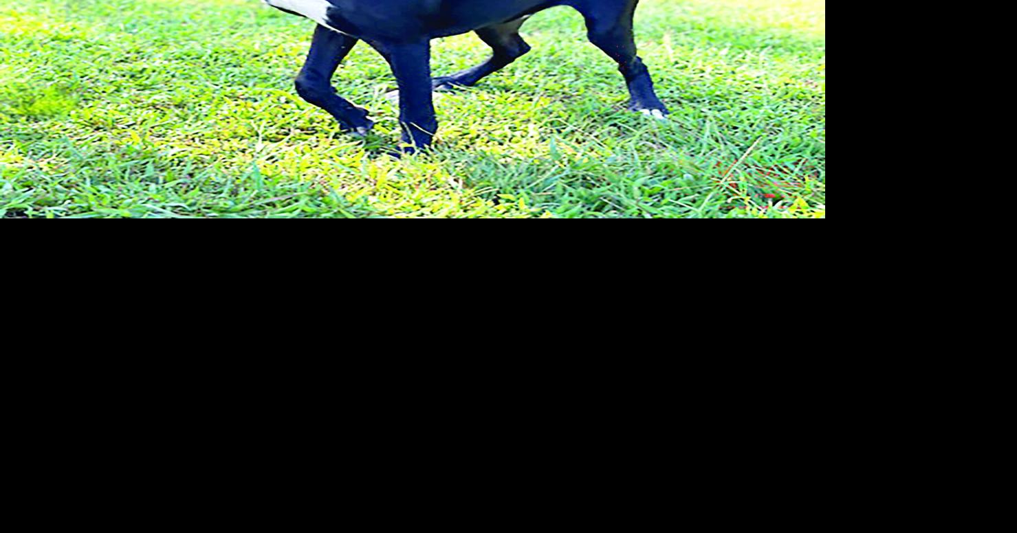 Pets of the Week