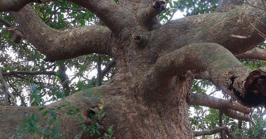 Edgefield County Historical Society receives gift of Magnolia Tree - Vimarsana News