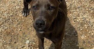 Pets of the Week