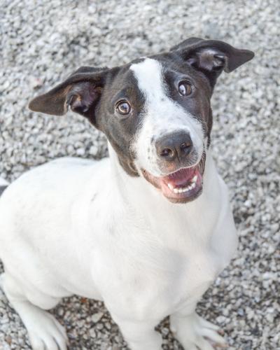 Pets of the Week