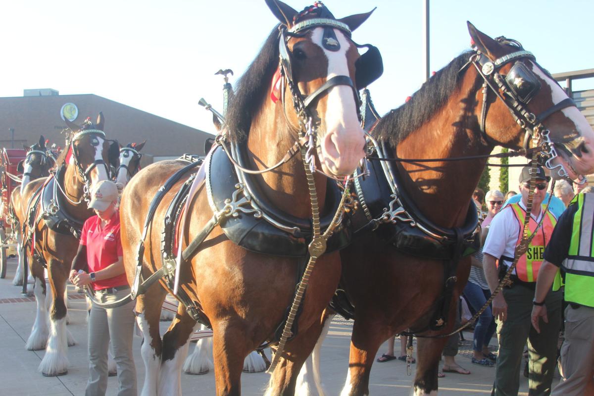 Budweiser Clydesdales Schedule 2022