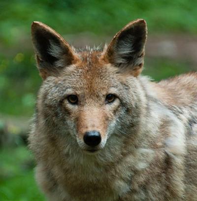 Coyotes pose danger, but reap rewards for hunters | Sports ...