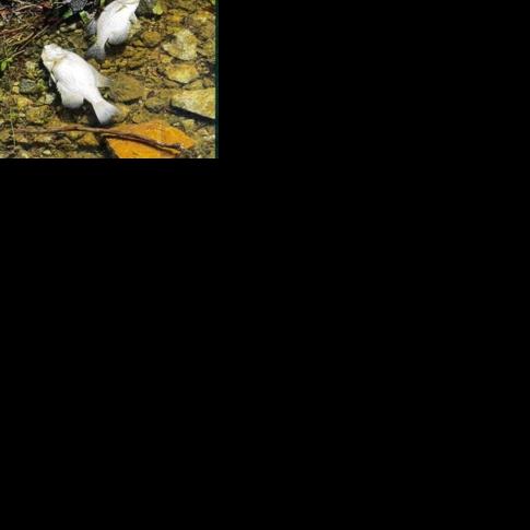 Still a mystery: Fish toxicity report does not point to cause of Lake Greenwood fish kill