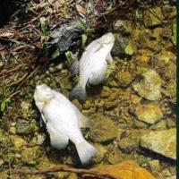 Still a mystery: Fish toxicity report does not point to cause of Lake Greenwood fish kill
