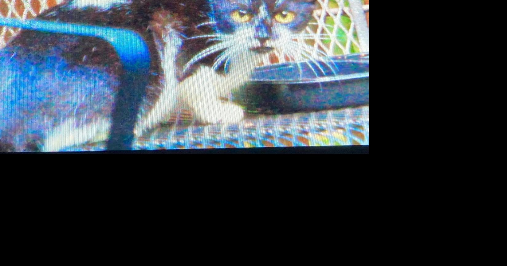 Tom Poland: A chain-smoking cat saved my life