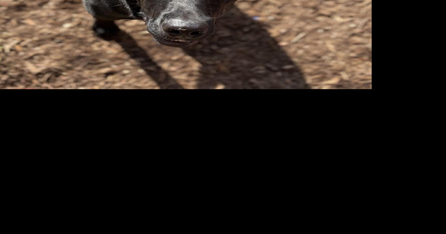 Pets of the Week