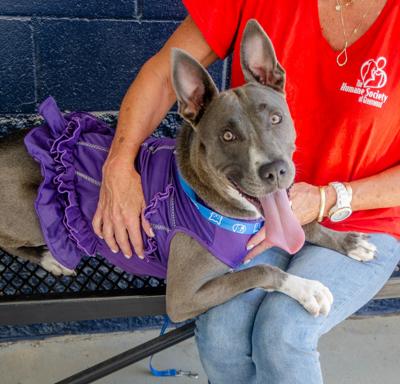 Pets of the Week