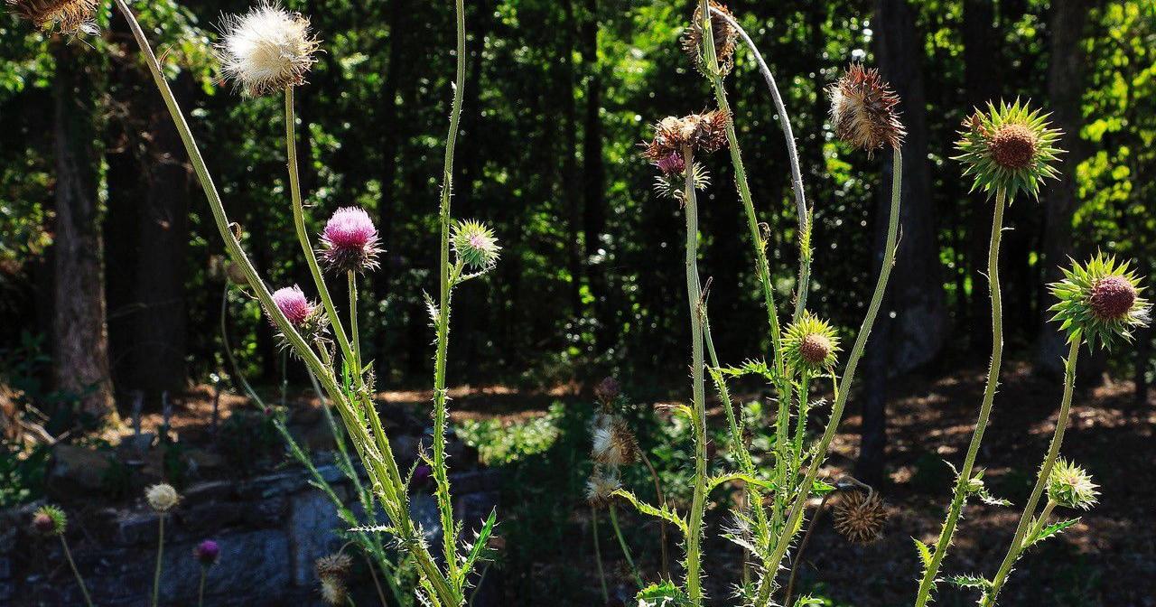 Tom Poland: A real prickly subject - Vimarsana News