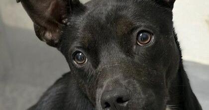 Pets of the Week
