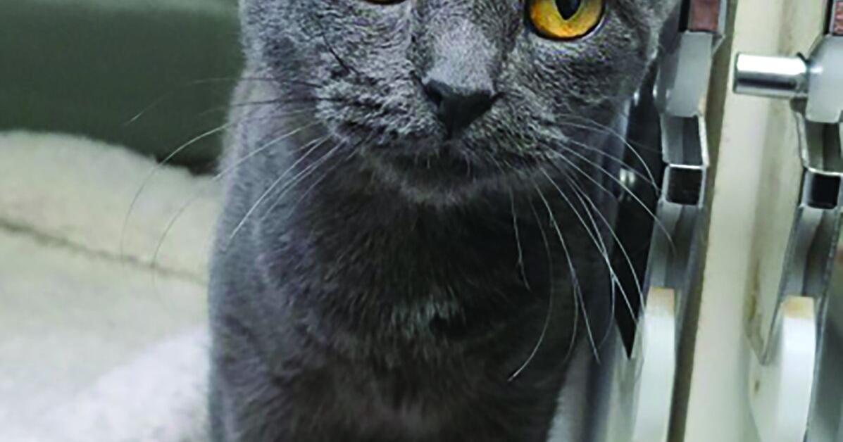 Pets of the week