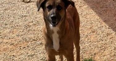 Pets of the Week