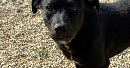 Pets of the Week