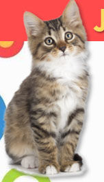 Humane Society of Greenwood hosting Kitten Palooza adoption event