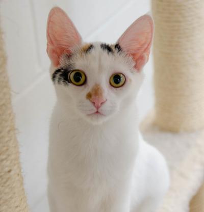 Pets of the Week
