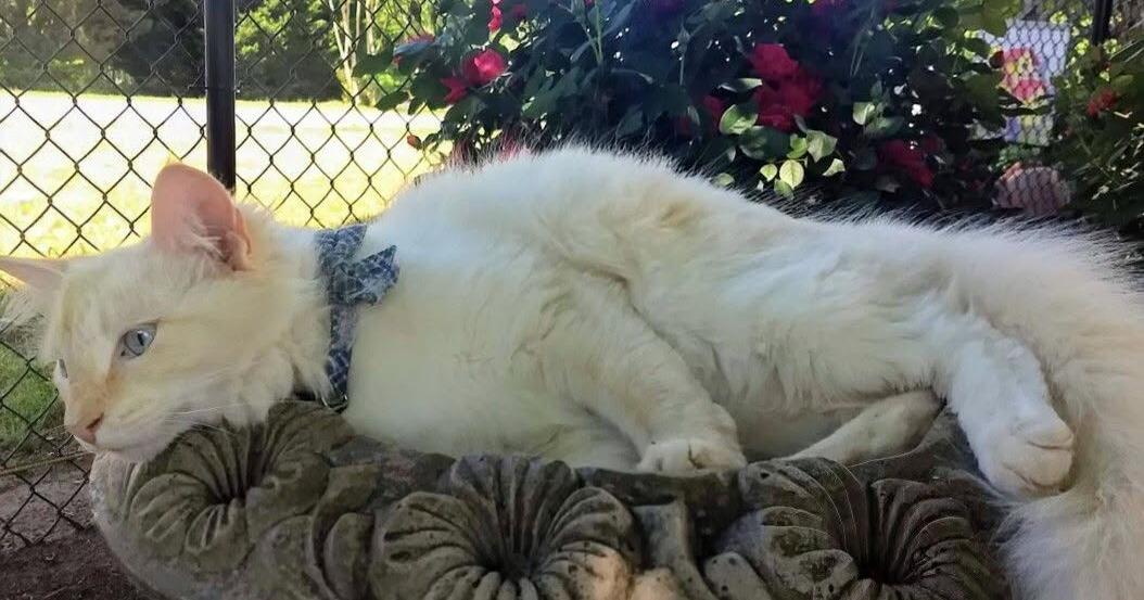 Summer heat can become deadly for pets within minutes