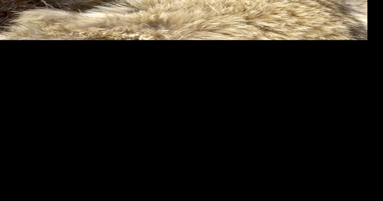Two raccoons, including one in Greenwood County, test positive for ...