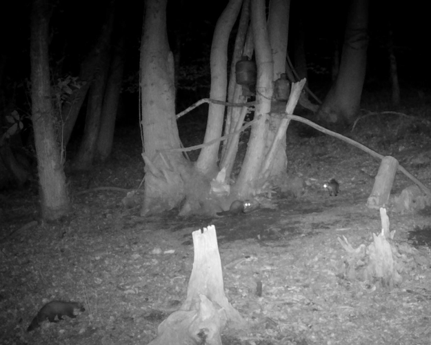 Pine marten kits spotted 100 years after extinction | National News ...