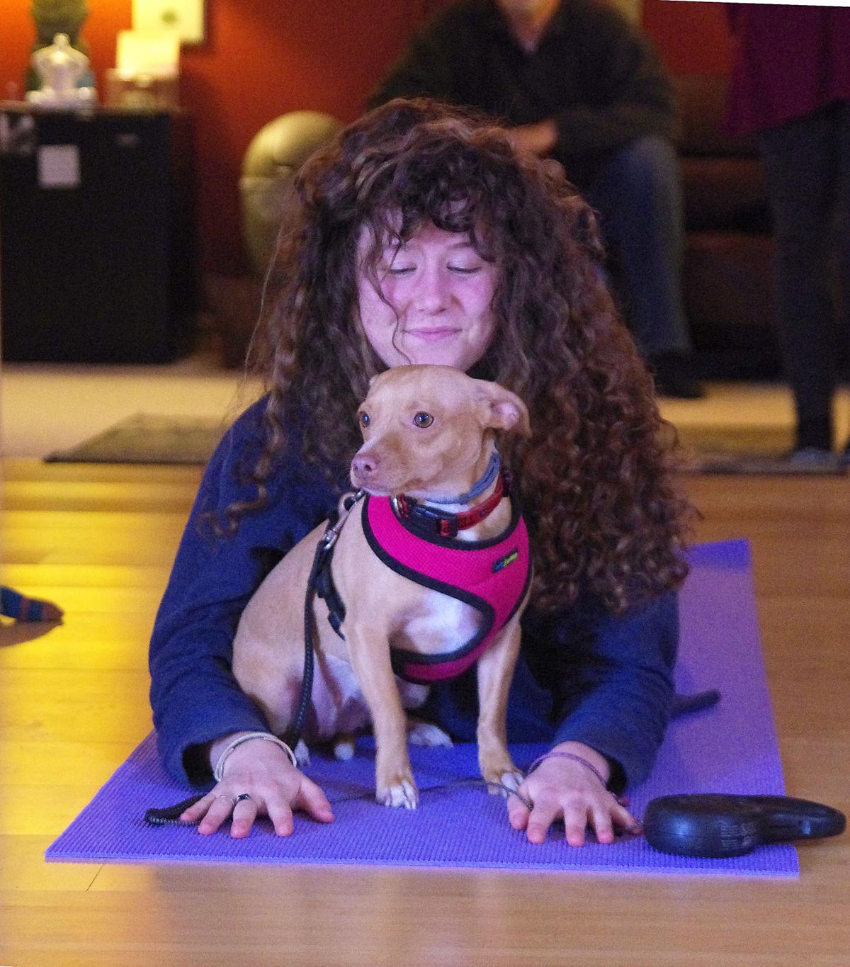 Doga Yoga With Dogs Multimedia Indianagazette Com