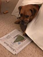 Subscriber's pet finds Gazette a doggone good read