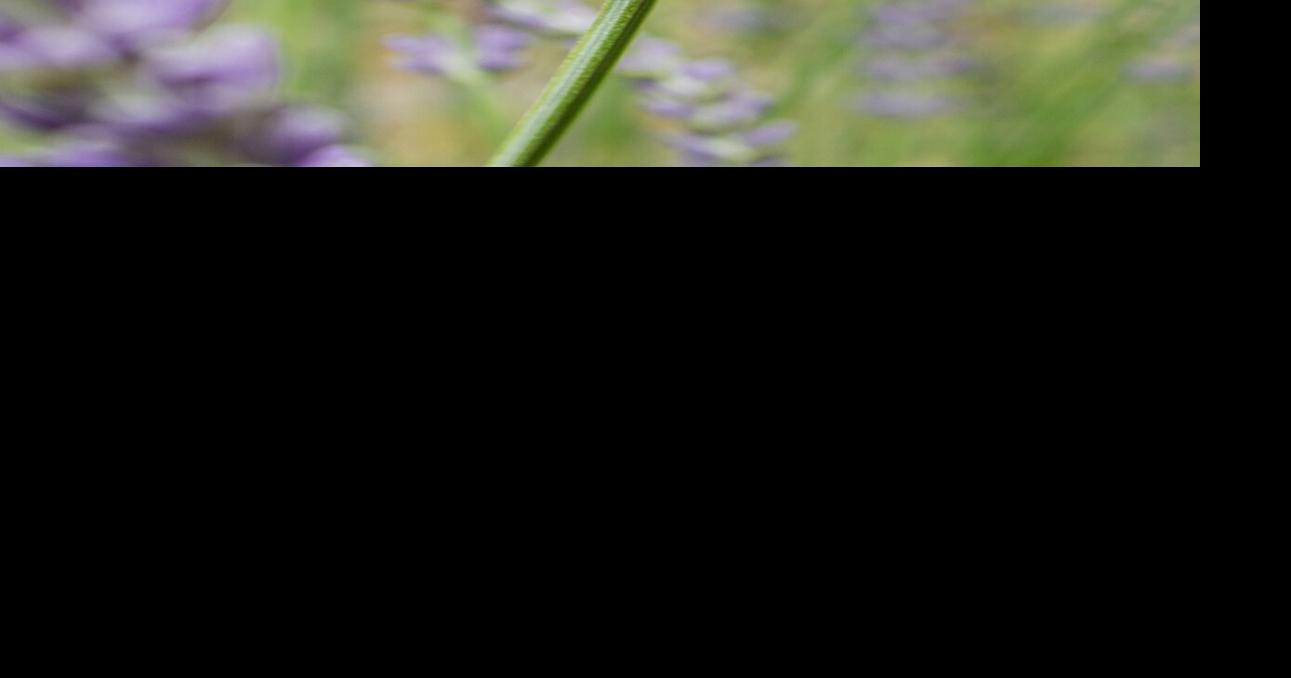 July Garden of the Month flowers attract pollinators