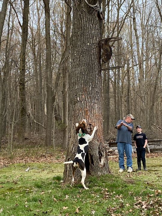 Coonhound hot sale climbing tree