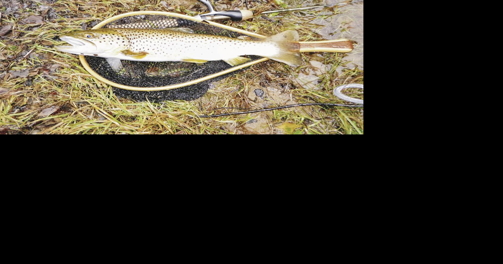 Can any of you veteran trout anglers give some insight on the most