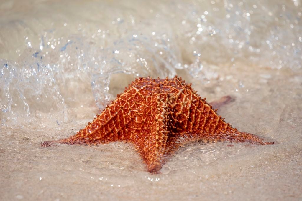 A starfish sun bathed on the white sandy beaches