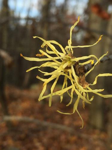 NATURALLY: Blooming into the fall and winter months with witch hazel ...